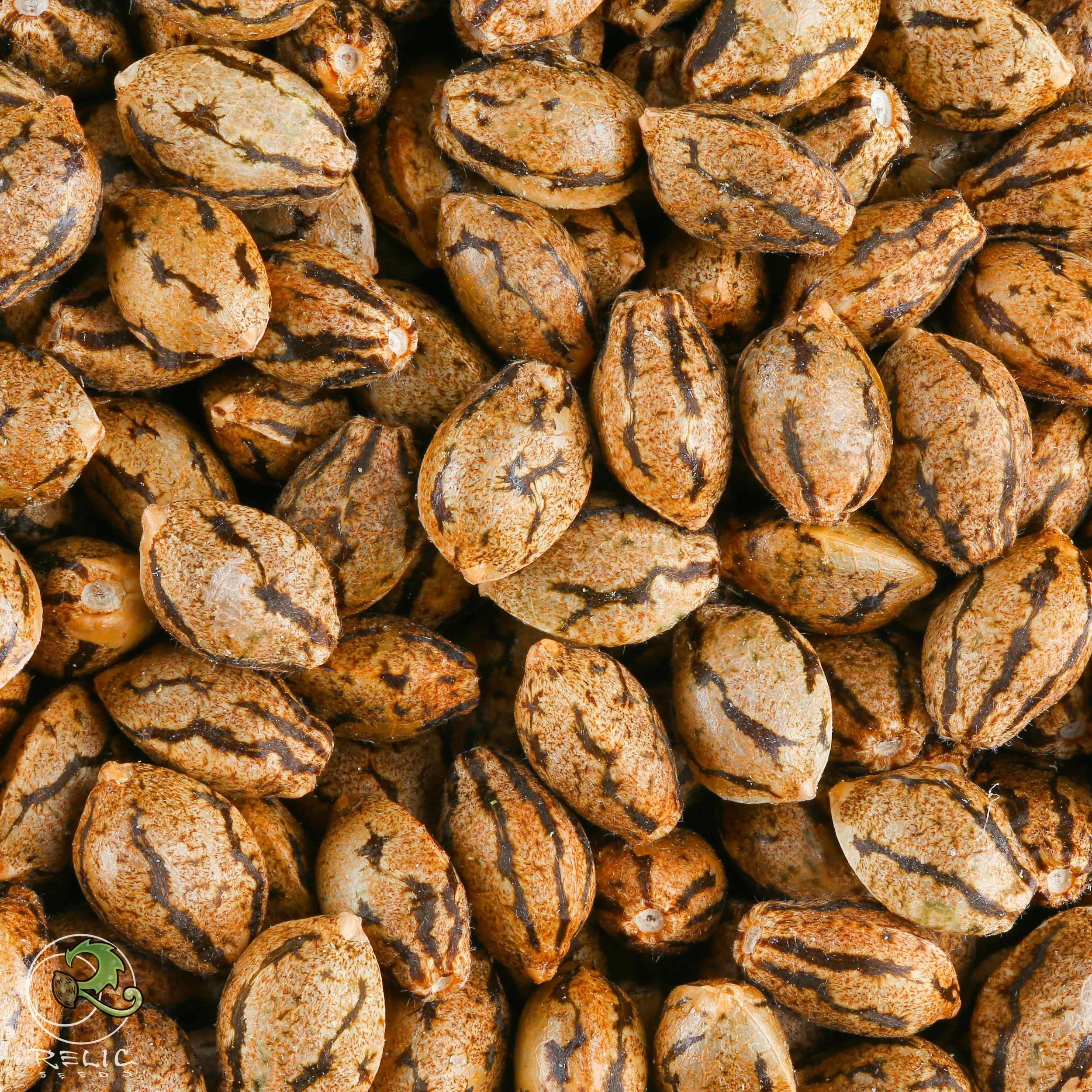 Genetics — Relic Seeds